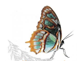 papillon Martine Duret