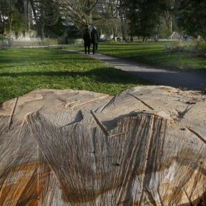 Abattage arbres Micaud