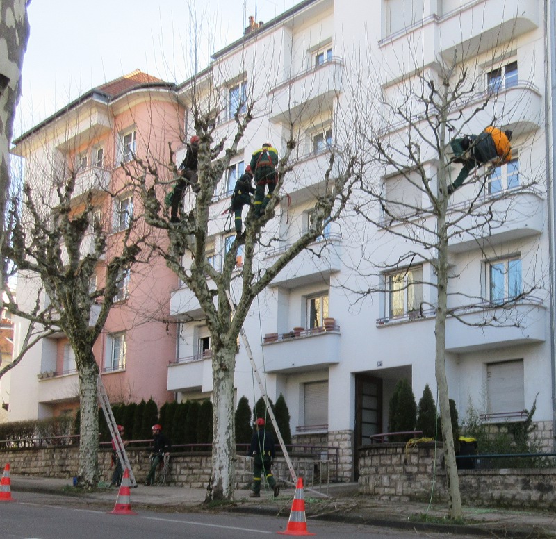 élagage avenue Denfert 25/2/19