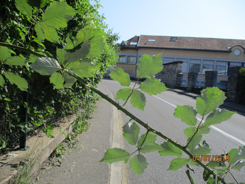 ronce rue de la Rotonde