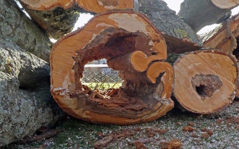 Abattage des arbres à Micaud (3) : le regard de l’artiste