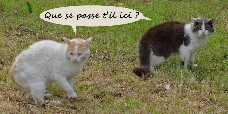 Humour Photo Rigolote Pour Remonter Le Moral Humour pour se remonter le moral : les chats prêts à rester confinés