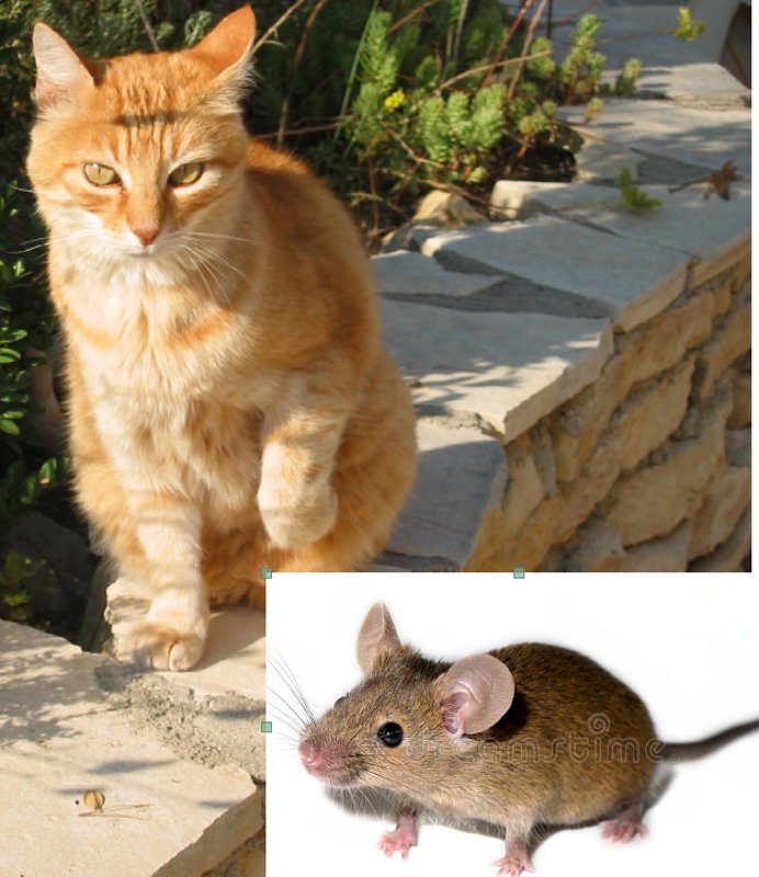 chat près souris