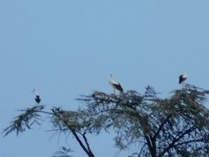 cigognes sur cèdre 11/9/20