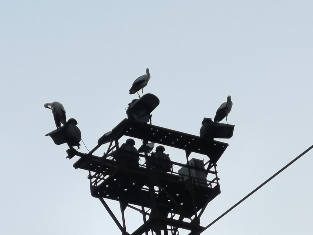 cigognes dans l'ombre