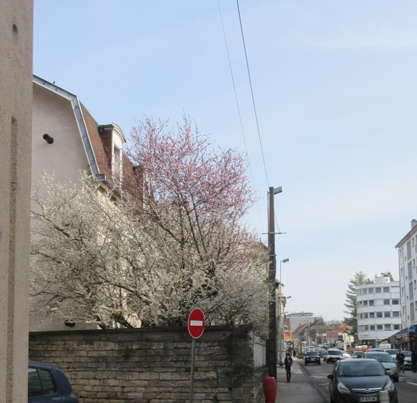 rue de Belfort arbres en fleurs