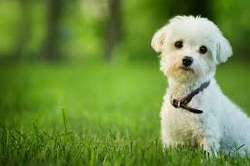 petit chien Ch Ledain