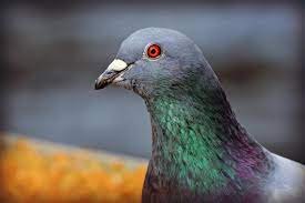 pigeon Ch L