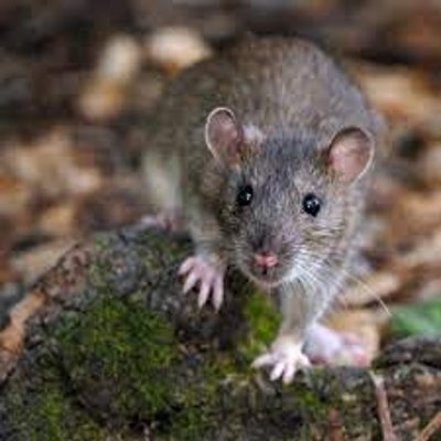 rat Ch L