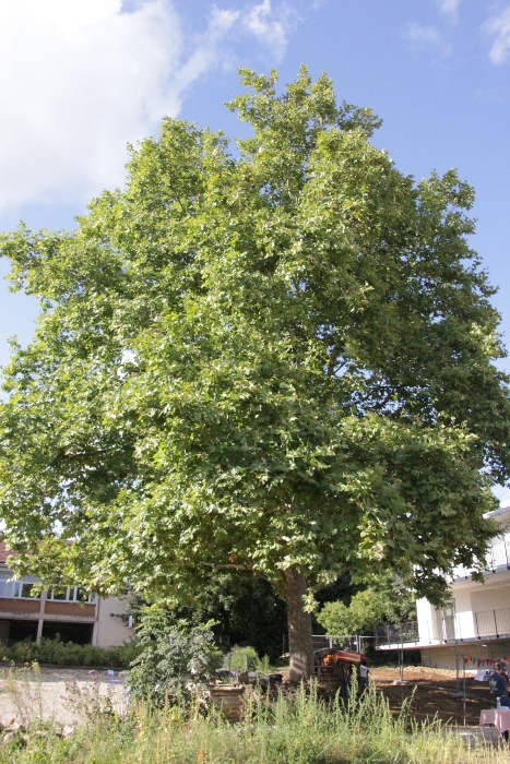 Platane du jardin participatif