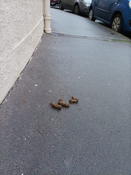 crottes trottoir