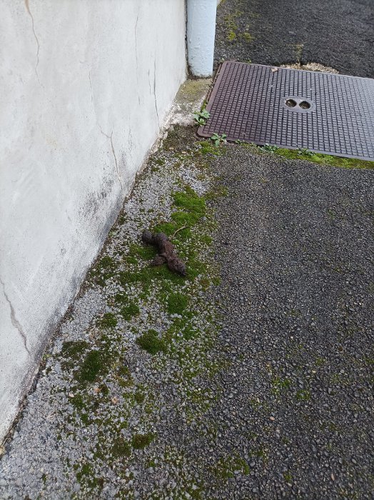 crottes Château rose