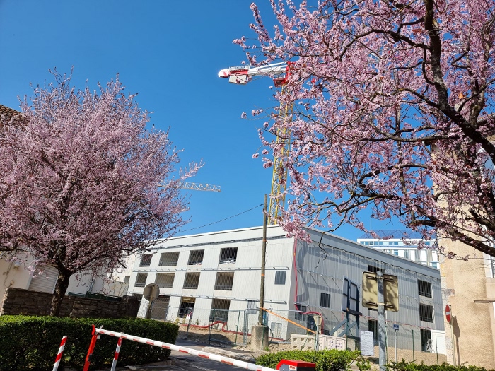 arbres fleuris et grue