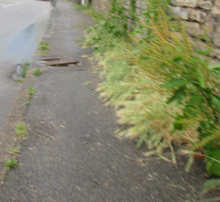 herbe sur le trottoir rue Baigue