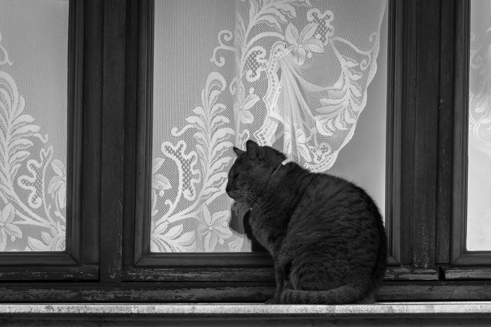 Chat à la fenêtre Alexandra Lepin