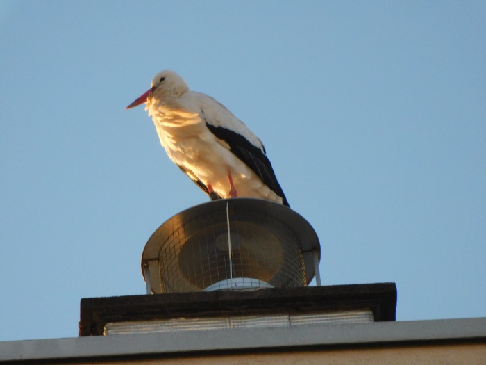 cigognes aux Cras 15 fev 23