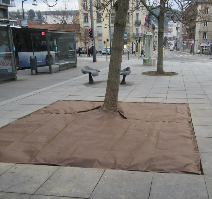 place Flore toile au pied de l'arbre