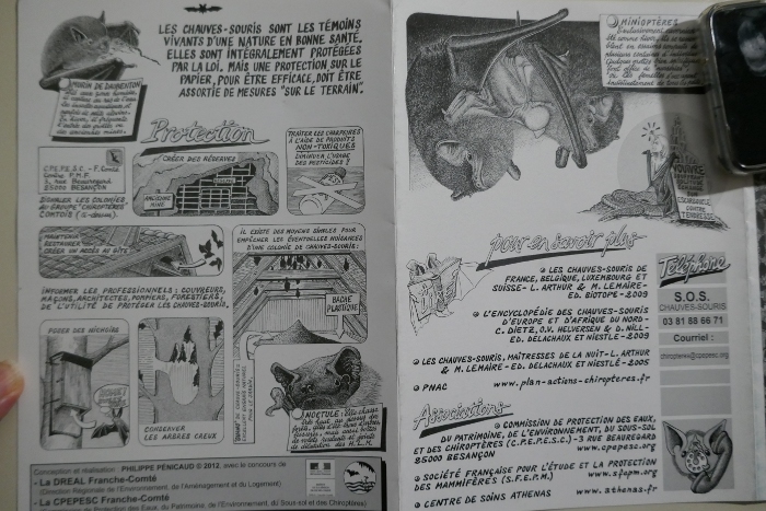 protection des chauves-souris