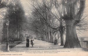 Micaud grande allée gros arbre