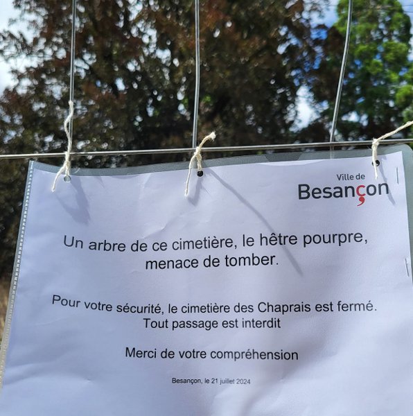hêtre pourpre cimetière des Chaprais