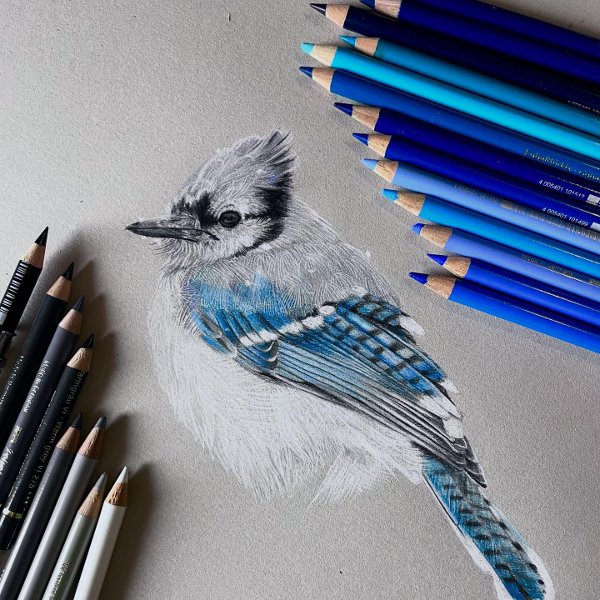dessin d'Abigail Frantz