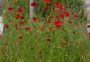 coquelicots rue de la Cassotte