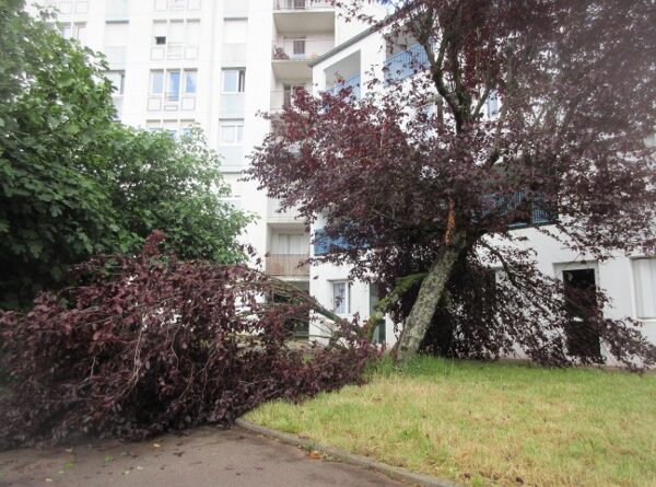 arbre cassé 48 rue de Belfort Loge gbm